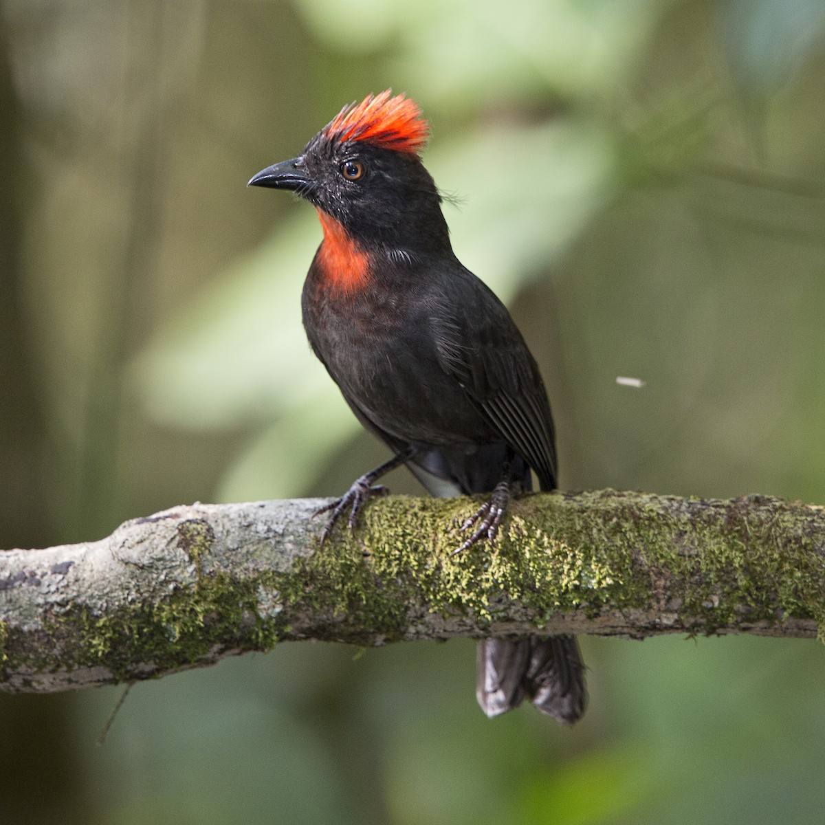 Sooty Ant-Tanager - ML20284191