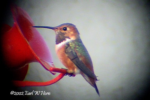 Allen's Hummingbird - Earl Horn