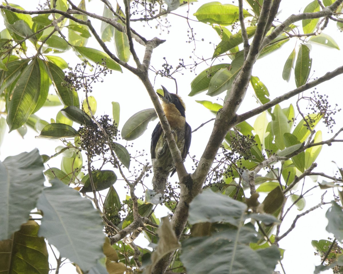Brown-chested Barbet - ML202846521