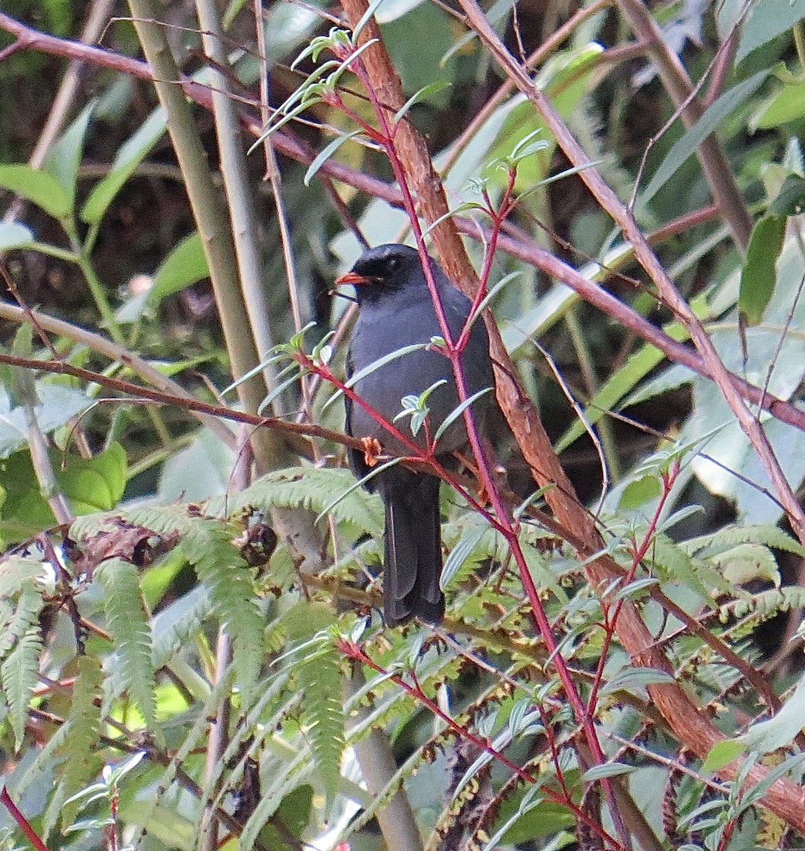 Black-faced Solitaire - ML202847371