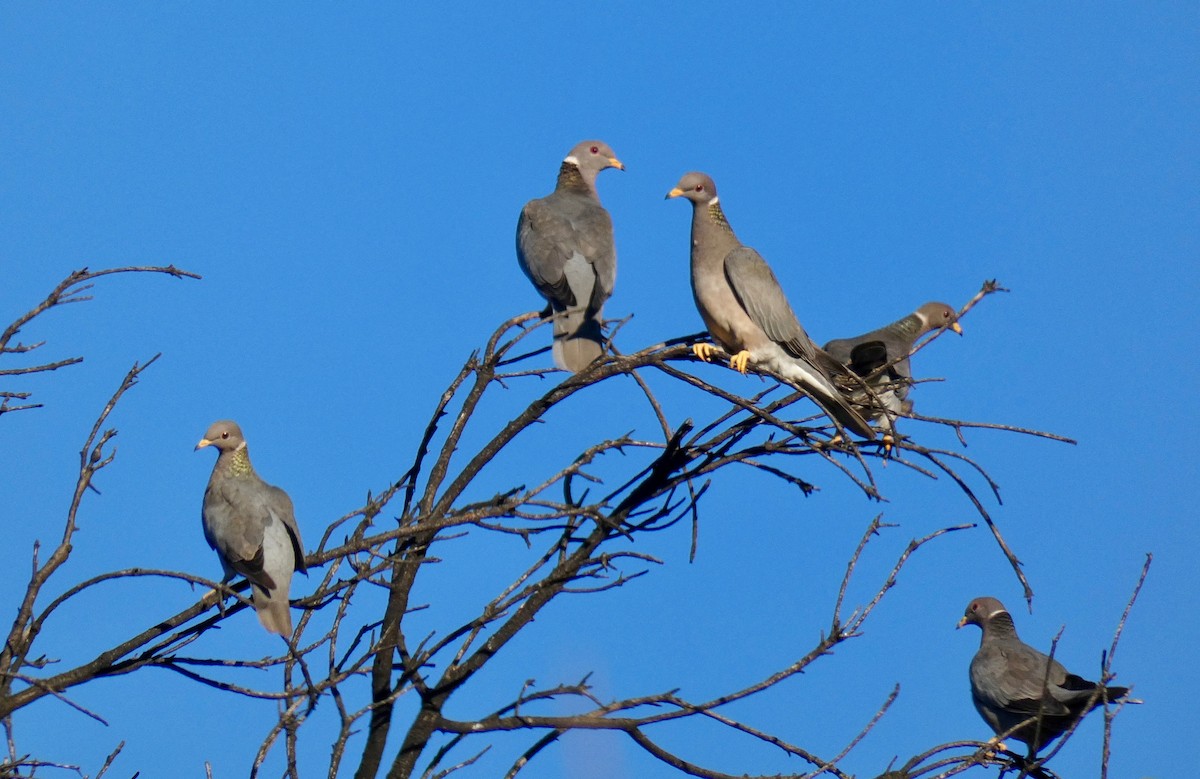 Band-tailed Pigeon - John Callender