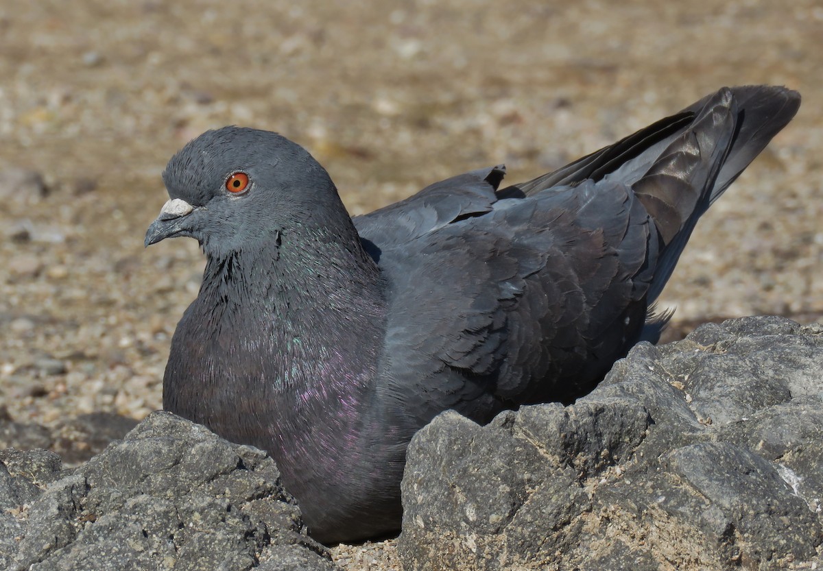 Rock Pigeon (Feral Pigeon) - ML202854841