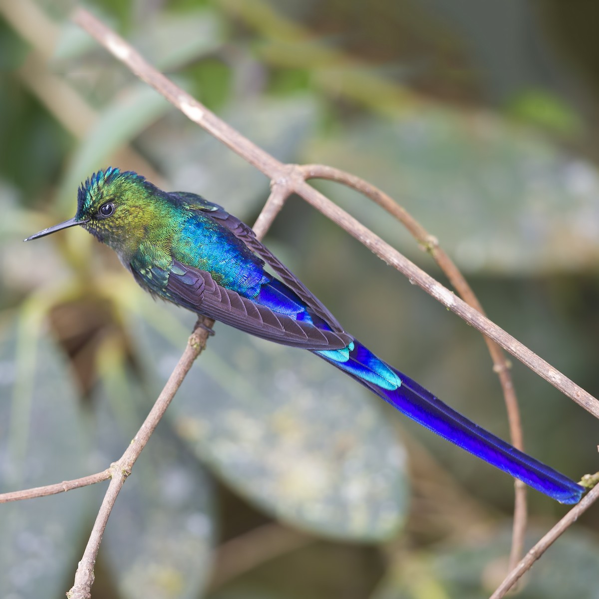 Violet-tailed Sylph - ML20285811