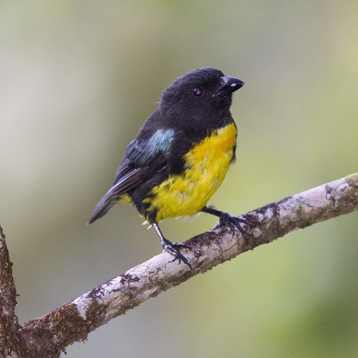 Black-and-gold Tanager - Peter Hawrylyshyn