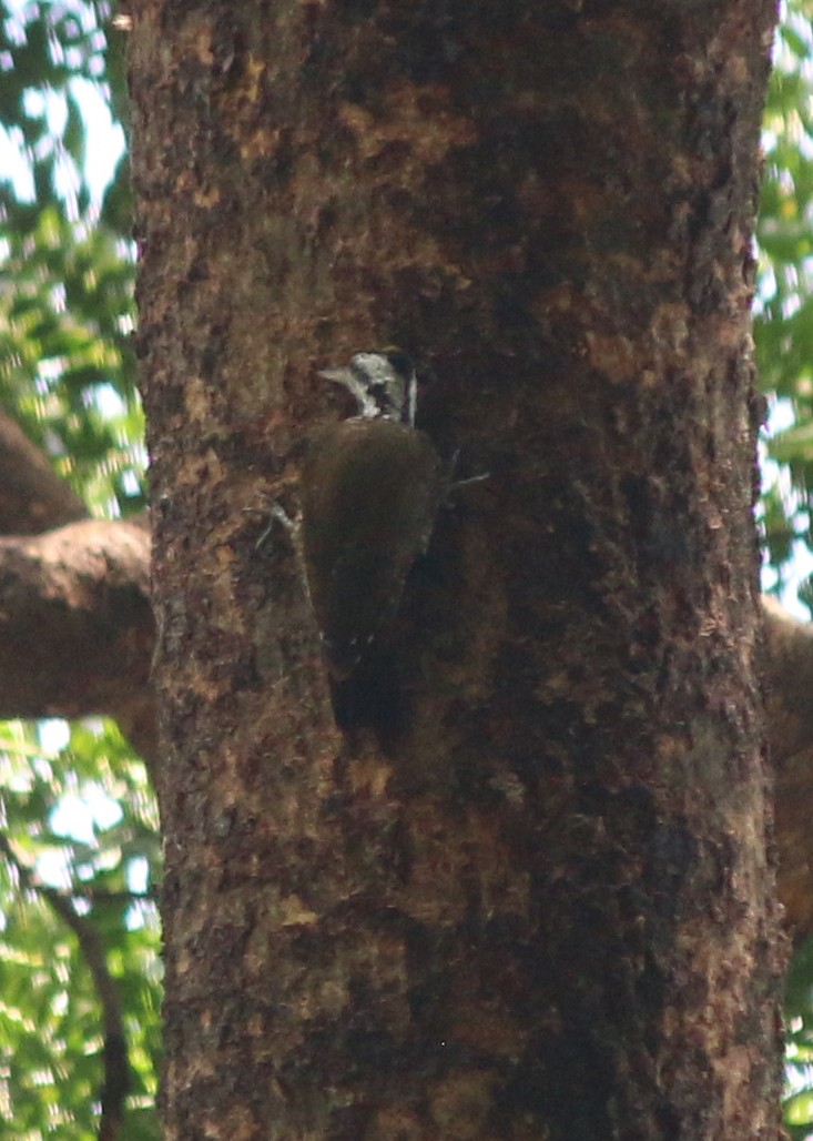 Golden-crowned Woodpecker - Dan Fox