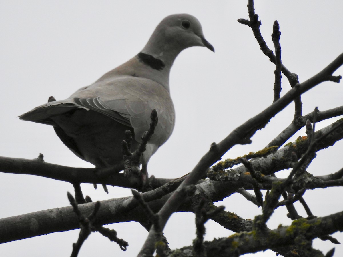 eBird Checklist - 25 Jan 2020 - Fred Hockert Park - 12 species