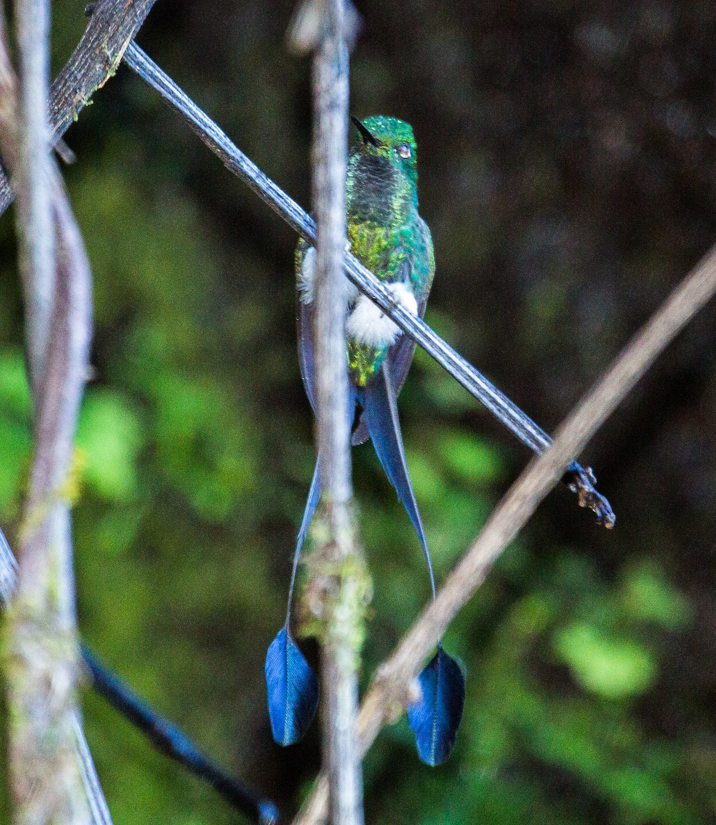 White-booted Racket-tail - Carlos Siegert