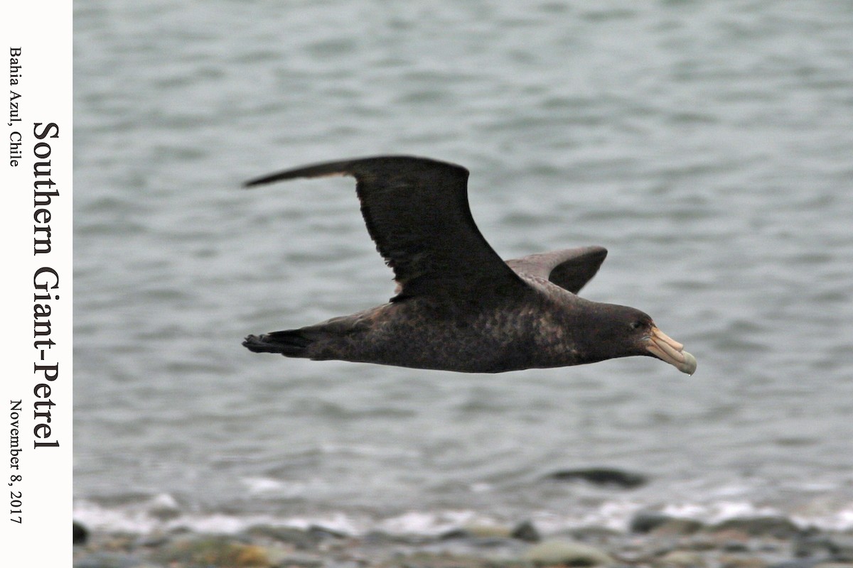 Southern Giant-Petrel - William Parkin