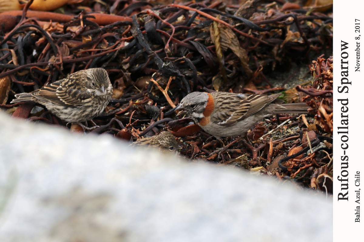 Rufous-collared Sparrow - William Parkin