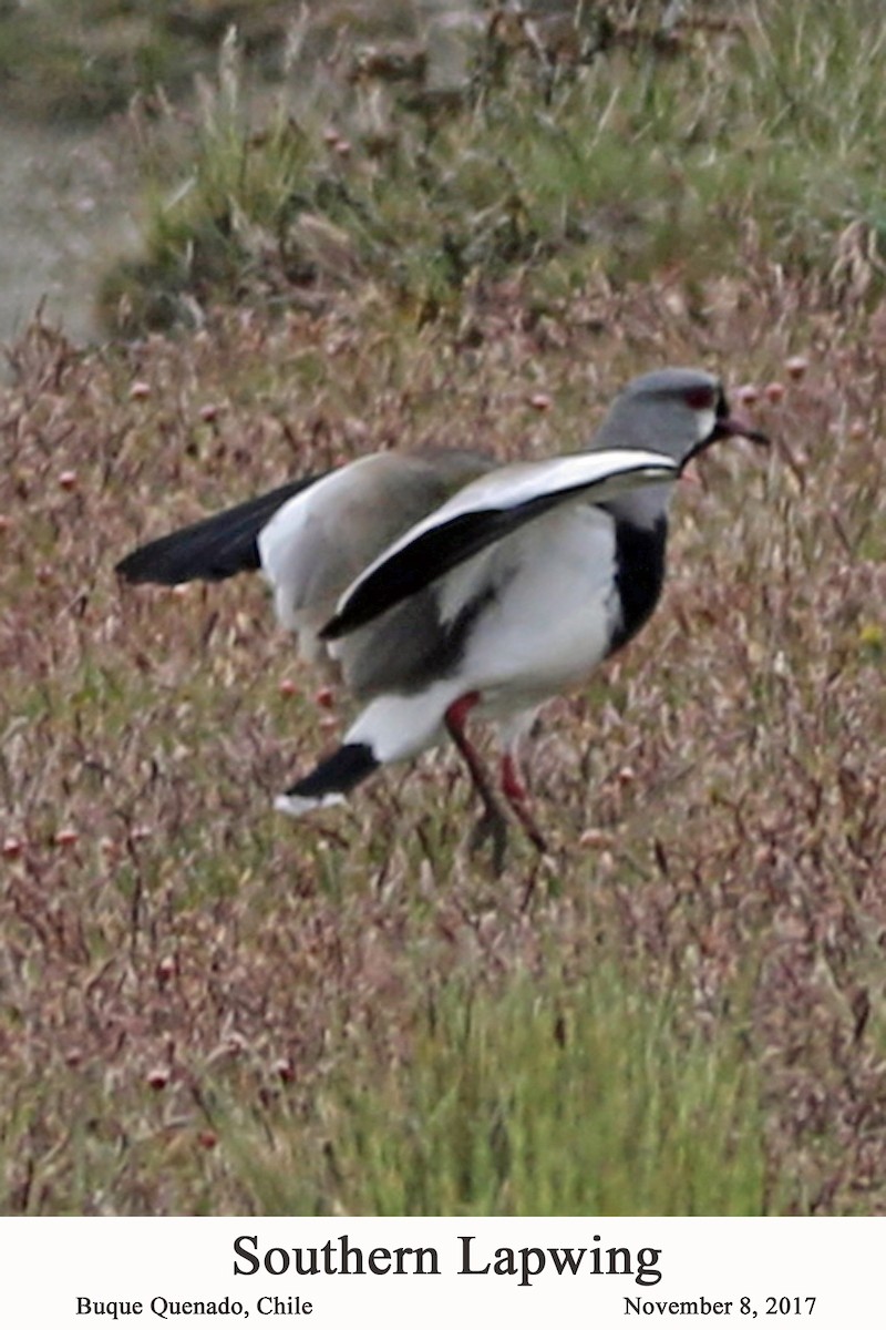 Southern Lapwing - William Parkin
