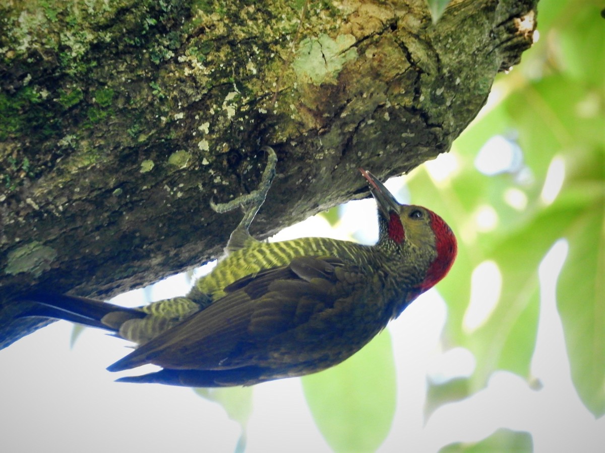Golden-olive Woodpecker - María Eugenia Paredes Sánchez