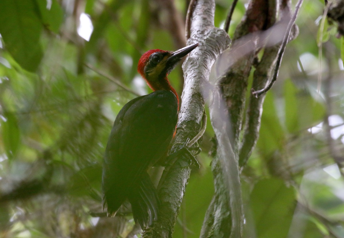 Crimson-bellied Woodpecker (Splendid) - ML202881371