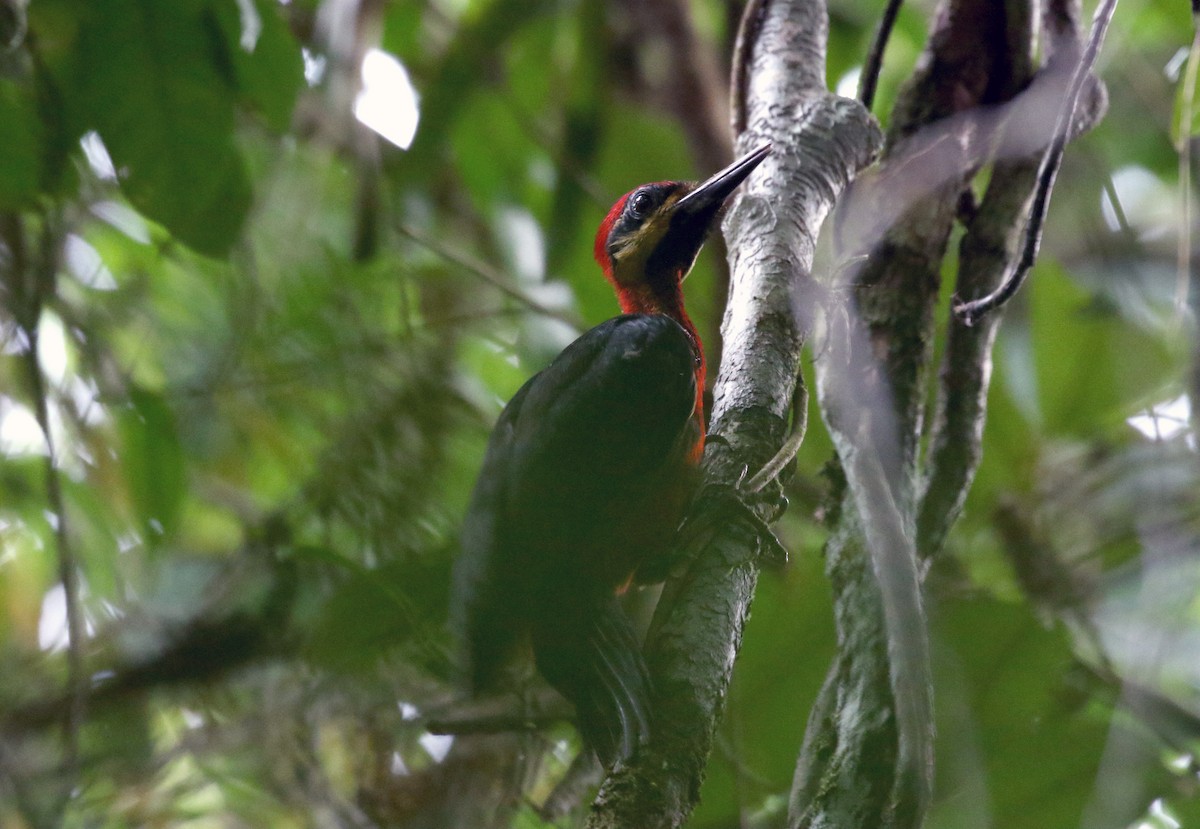 Crimson-bellied Woodpecker (Splendid) - ML202881481