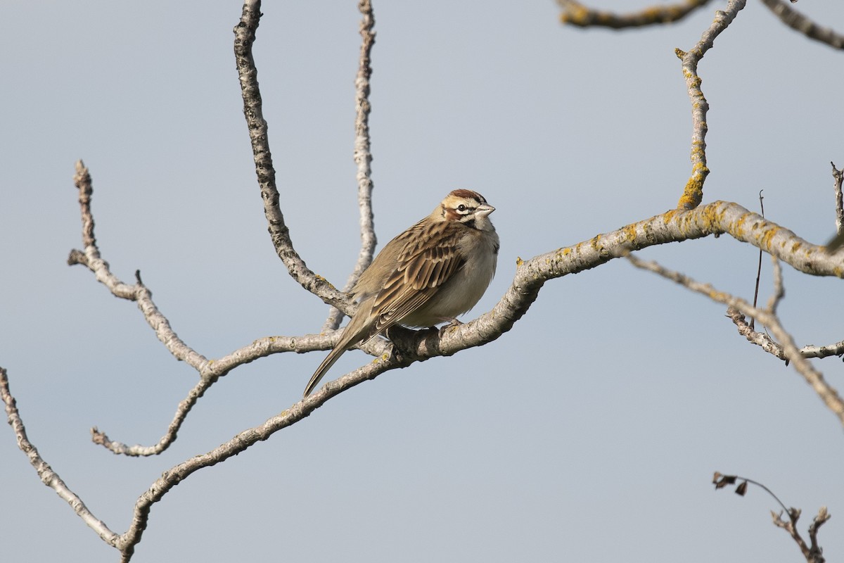 Lark Sparrow - ML202881761