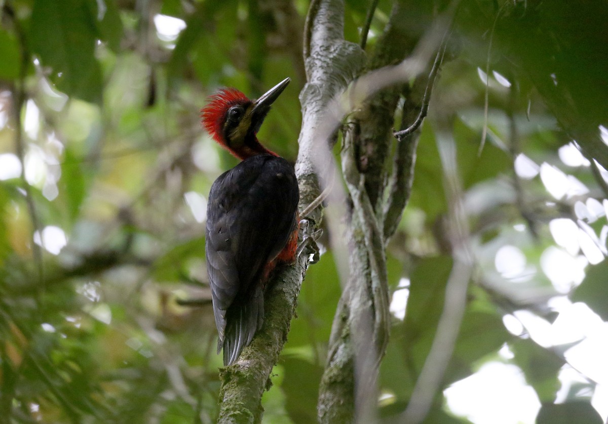 Crimson-bellied Woodpecker (Splendid) - ML202881781