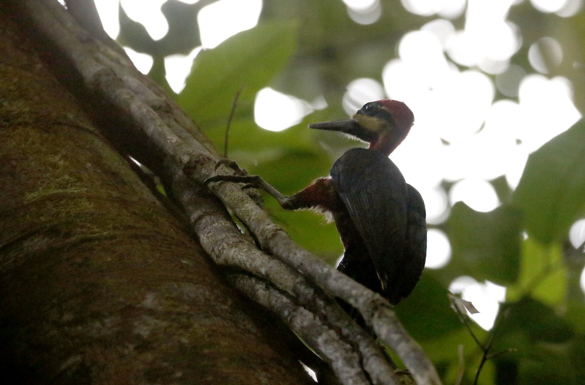 Crimson-bellied Woodpecker (Splendid) - Jay McGowan