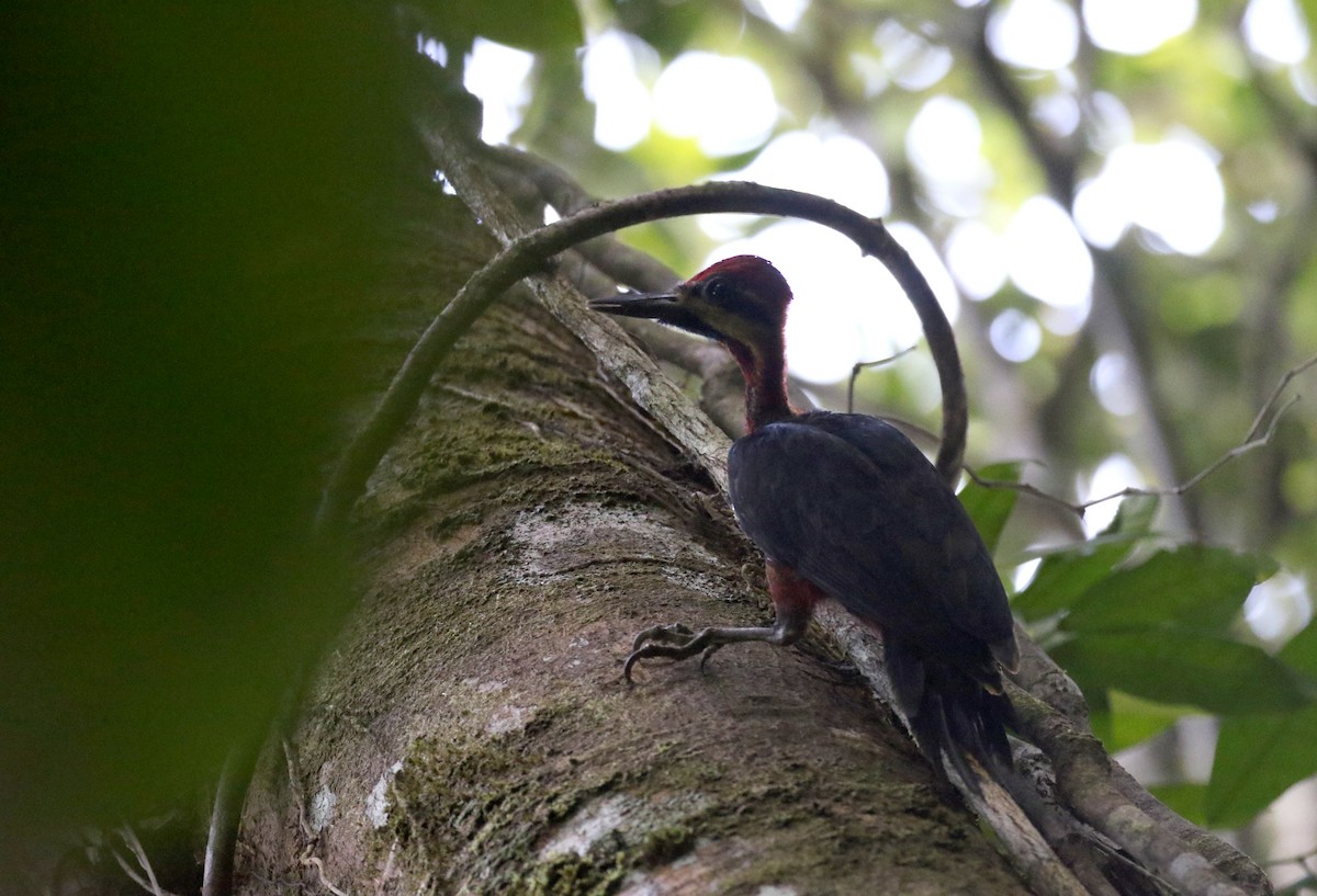 Crimson-bellied Woodpecker (Splendid) - ML202881921