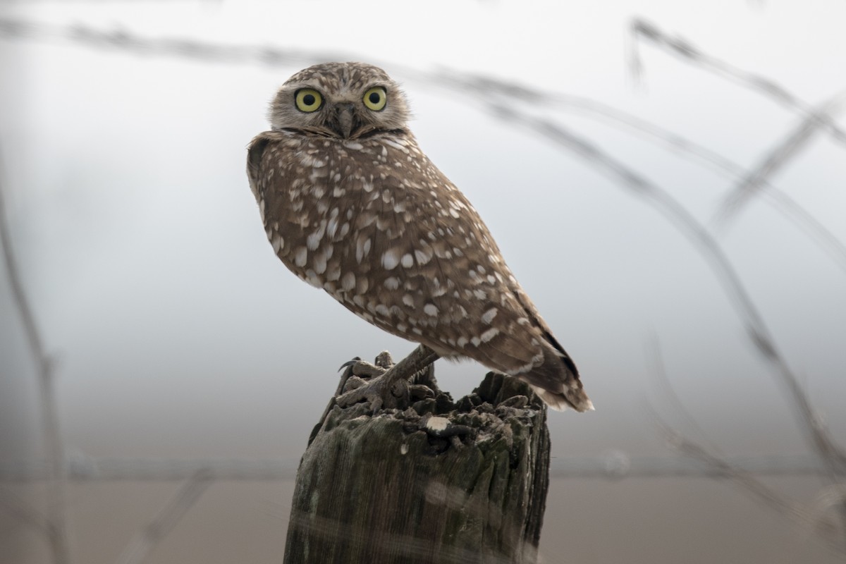 Burrowing Owl - ML202882351