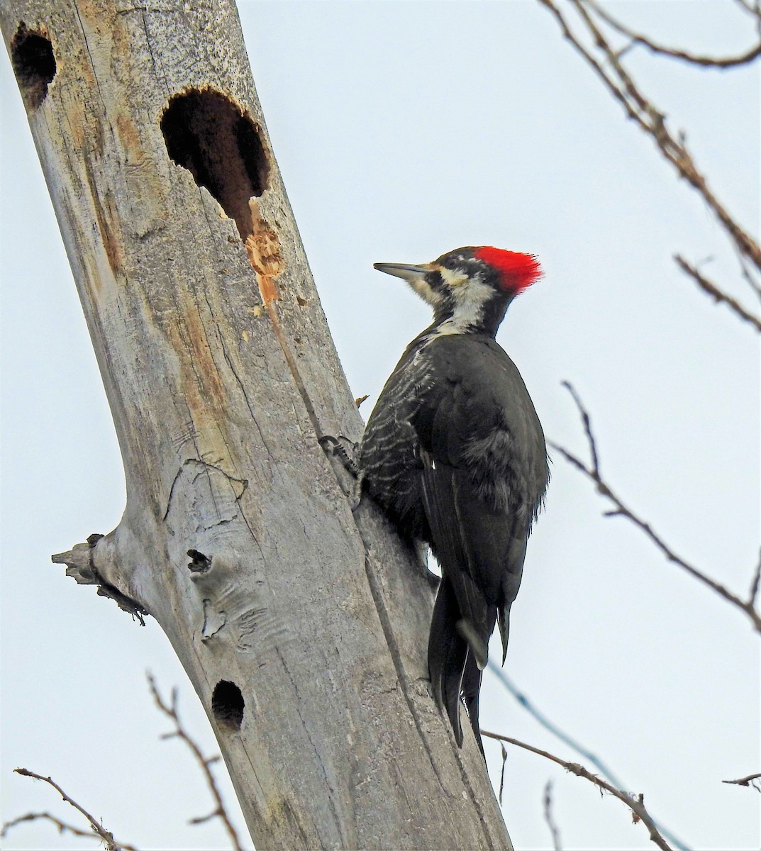 Pileated Woodpecker - ML202882591