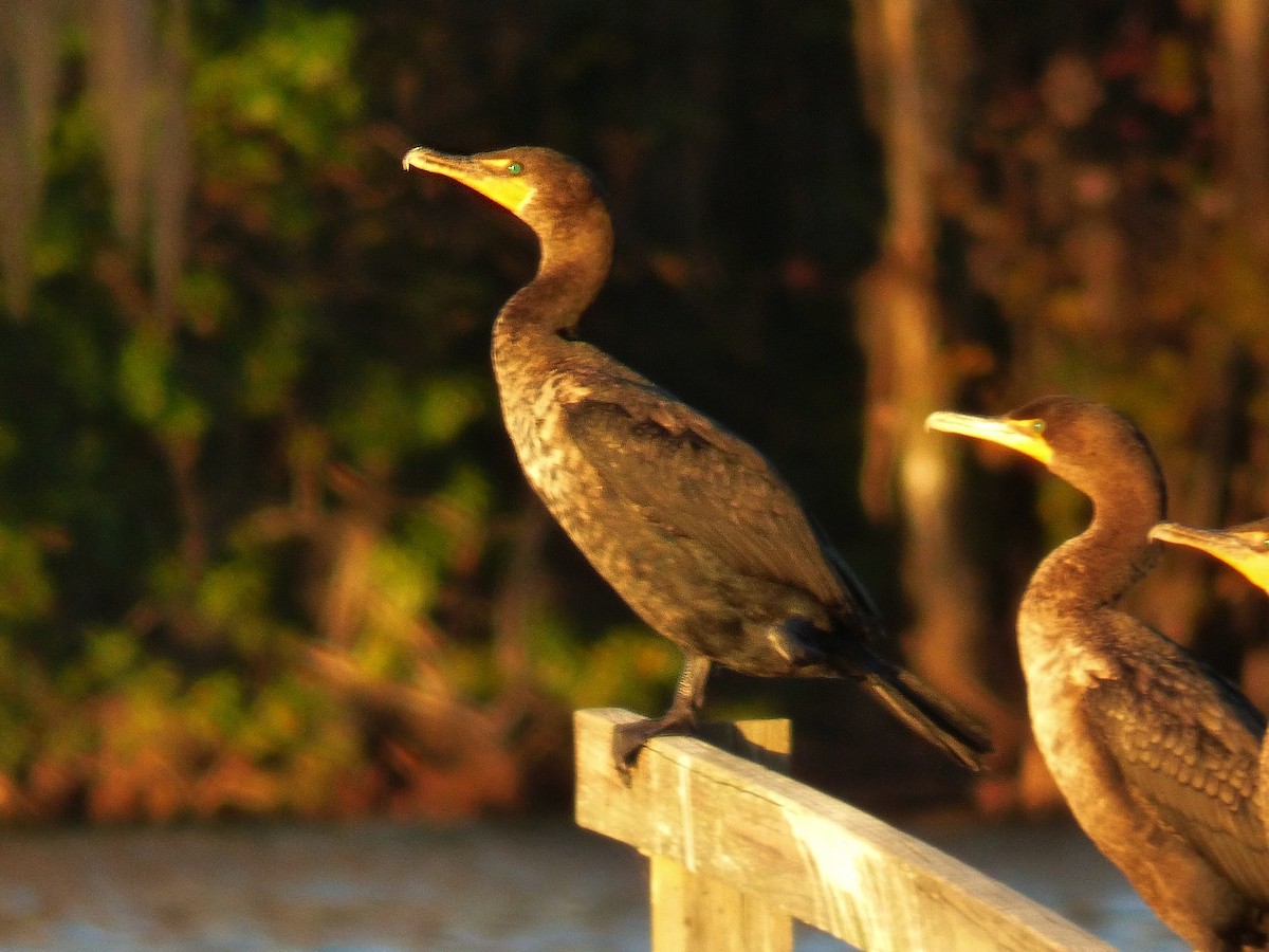 Double-crested Cormorant - Jeffrey Gammon