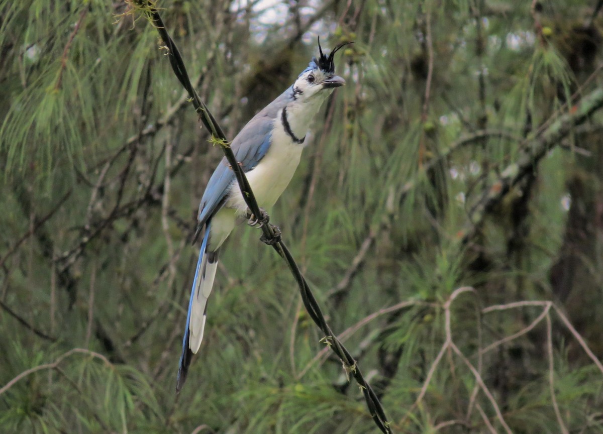 White-throated Magpie-Jay - Oliver  Komar