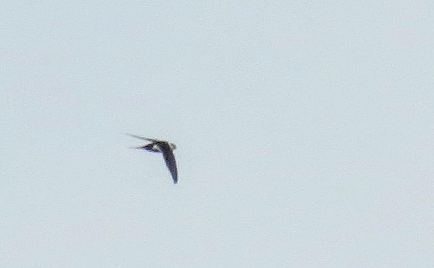 Great Swallow-tailed Swift - ML20288801