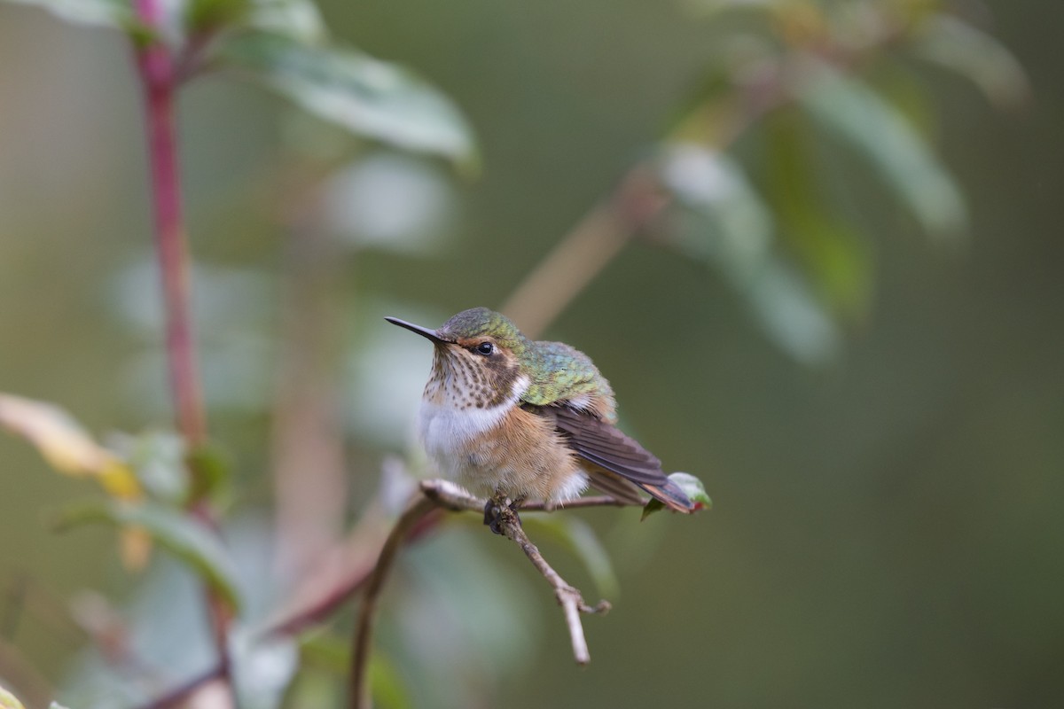Scintillant Hummingbird - Josiah Verbrugge