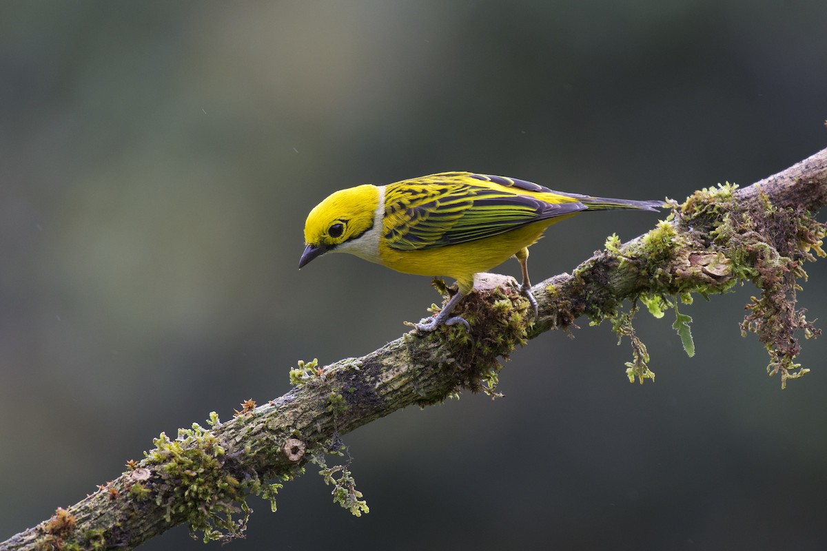 Silver-throated Tanager - Josiah Verbrugge