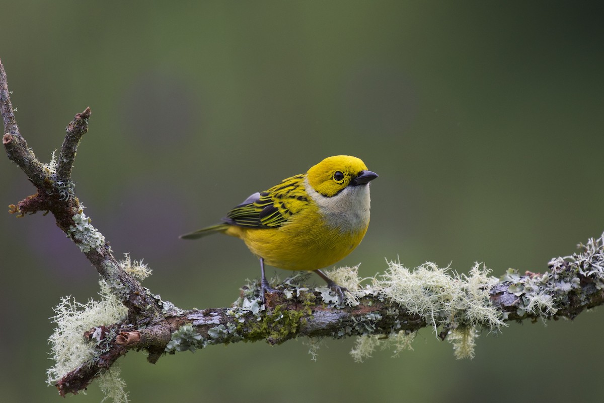 Silver-throated Tanager - ML202888241