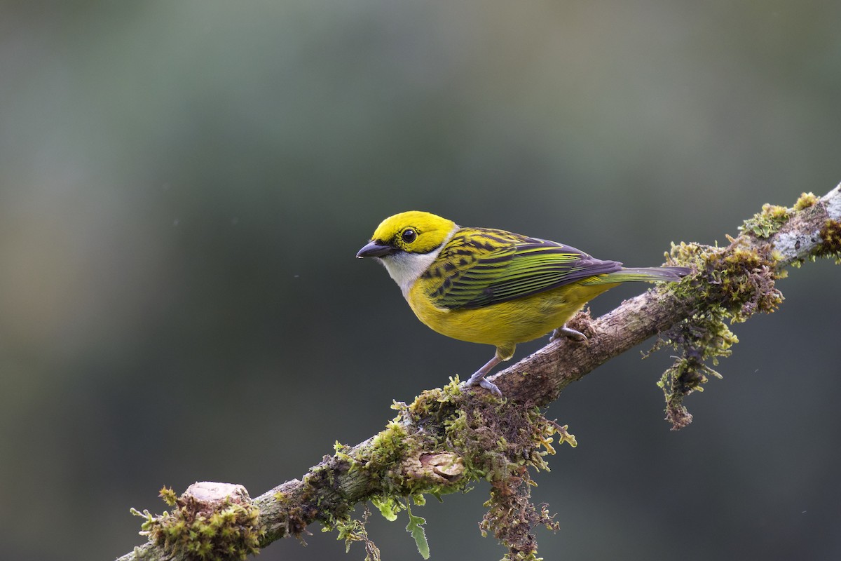 Silver-throated Tanager - ML202888261