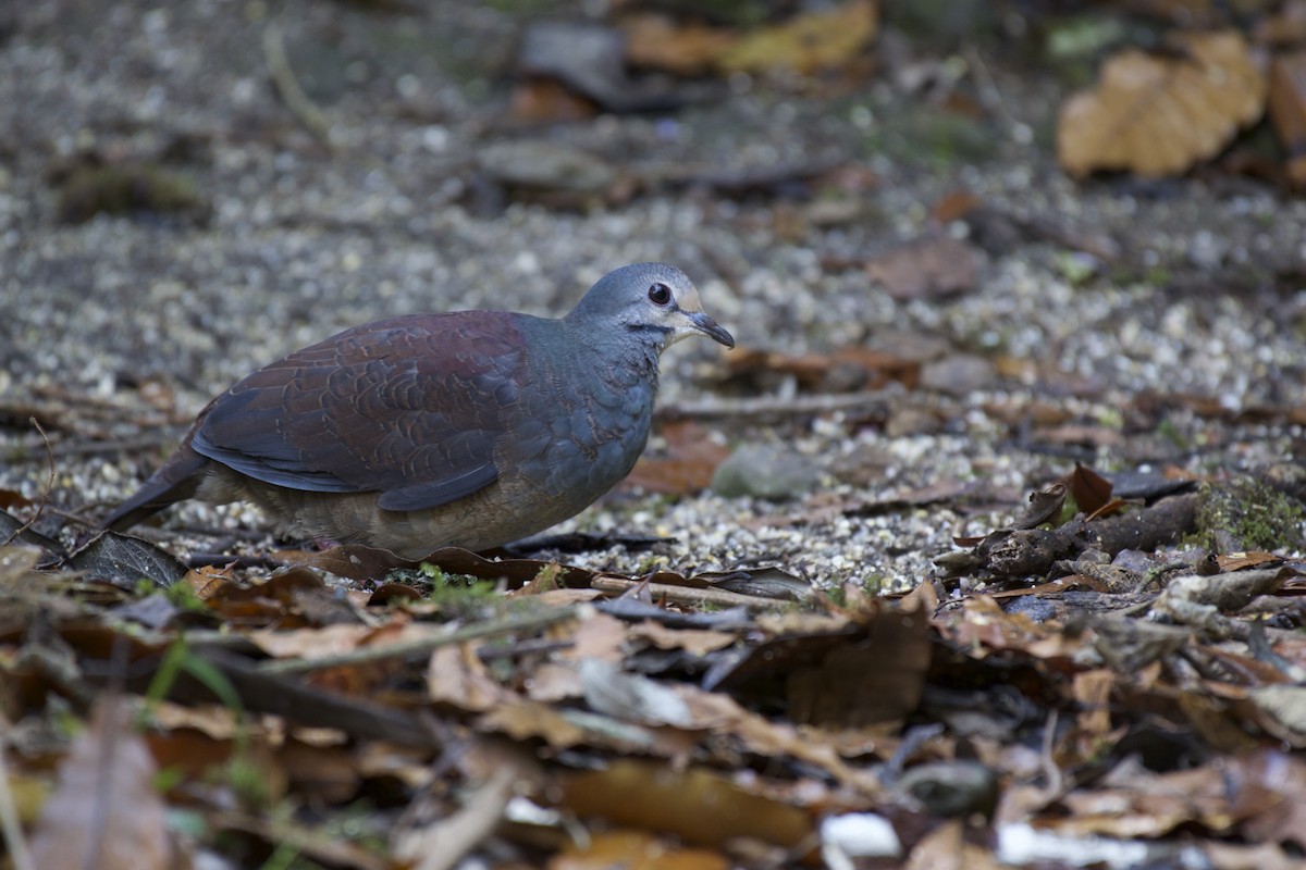 Buff-fronted Quail-Dove - ML202888571