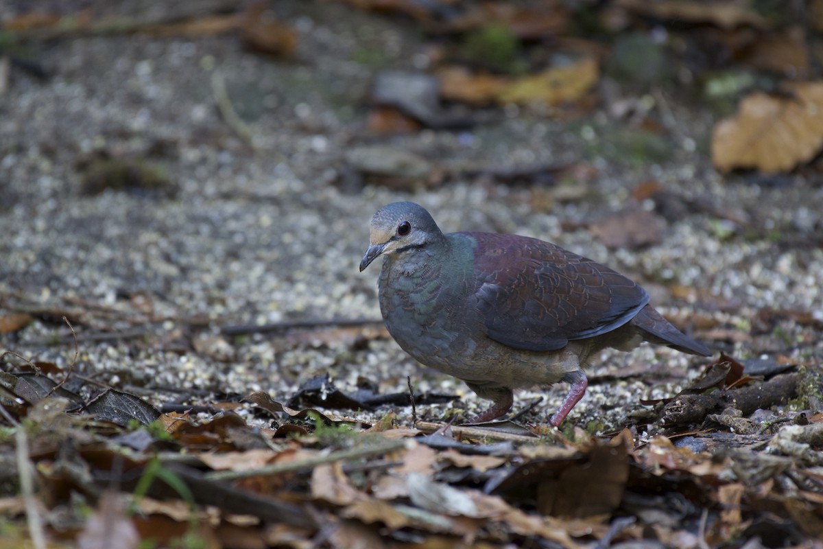 Buff-fronted Quail-Dove - ML202888651