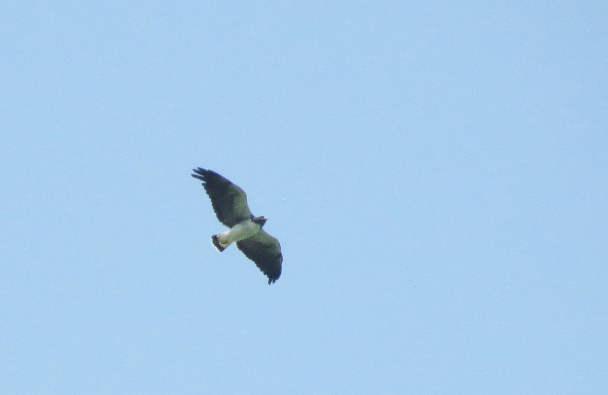 White-tailed Hawk - ML20289081