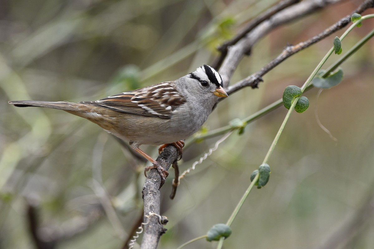 White-crowned Sparrow (Gambel's) - Daniel Irons