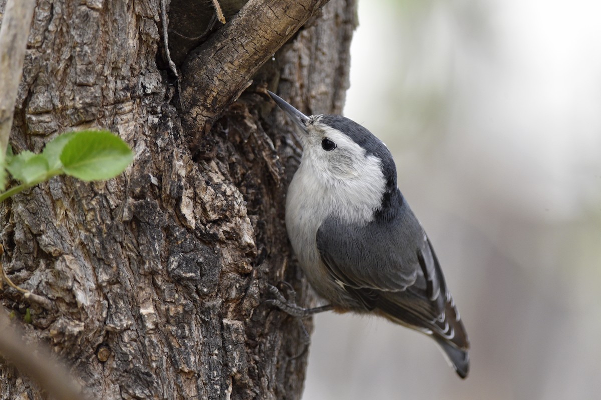White-breasted Nuthatch (Interior West) - Daniel Irons