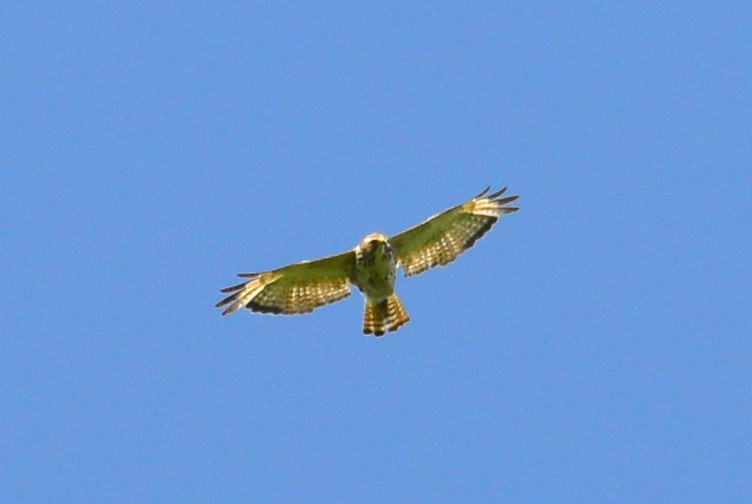 Broad-winged Hawk - ML20289181
