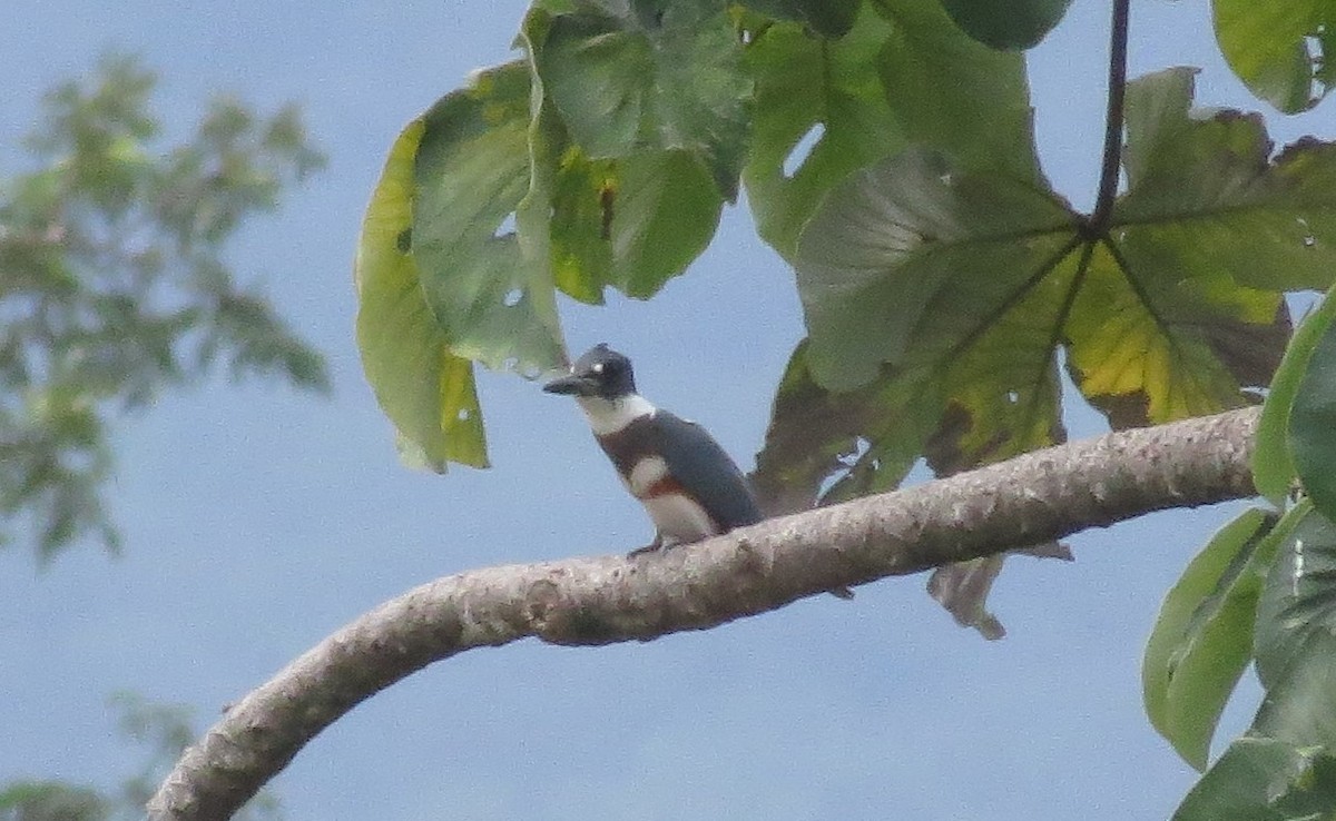 Belted Kingfisher - ML20289201