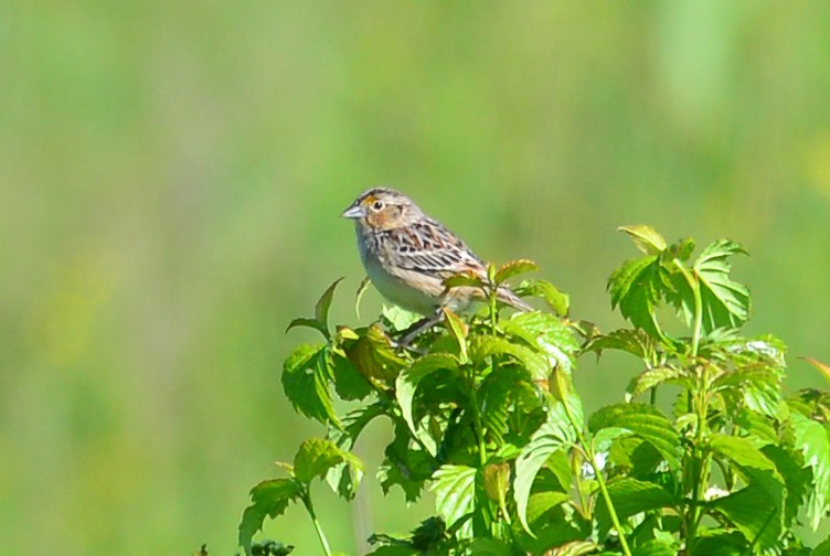 Grasshopper Sparrow - ML20289271