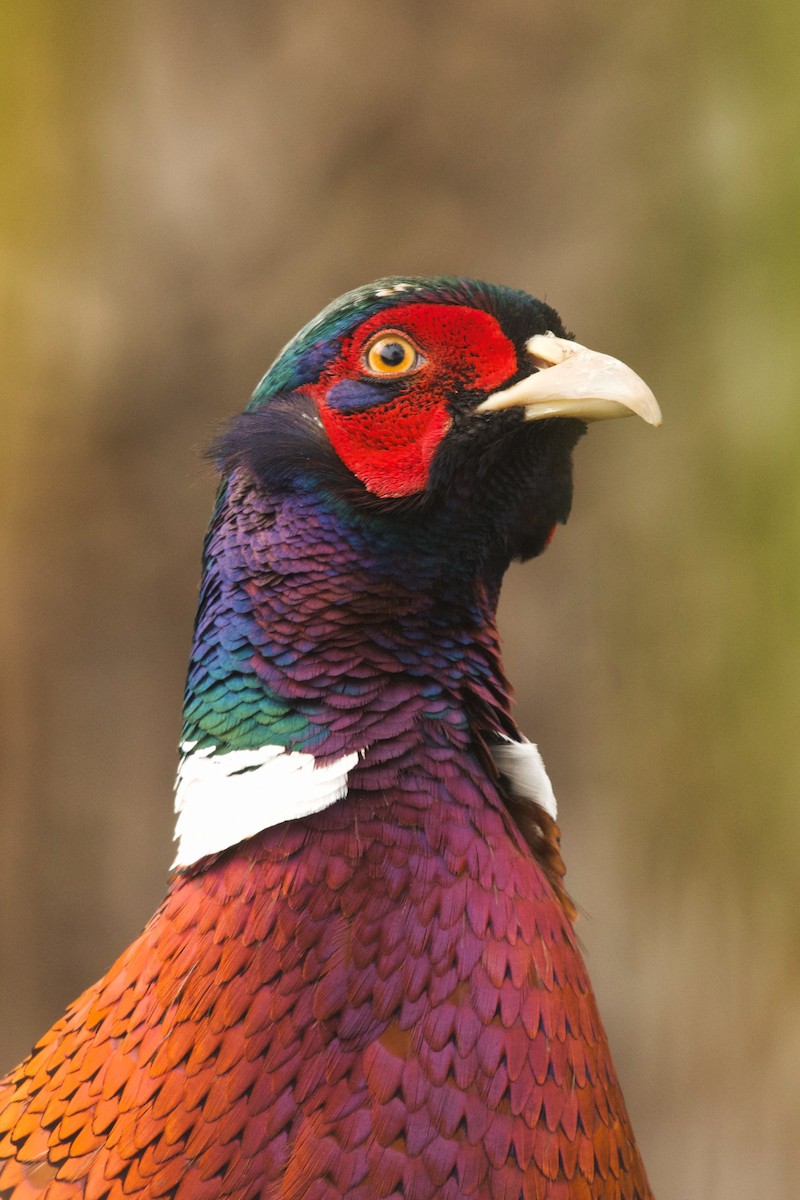 Ring-necked Pheasant - Jeremy Neipp