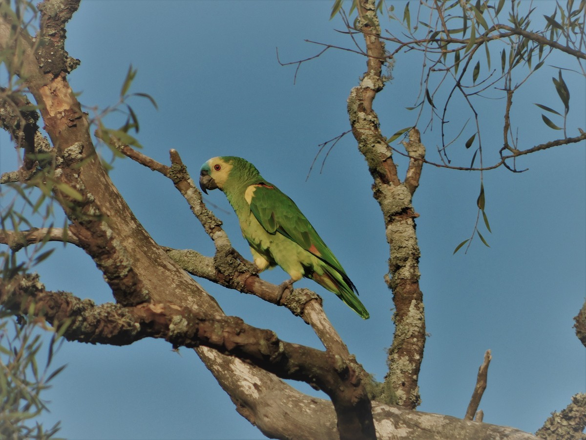 Turquoise-fronted Parrot - ML202895631