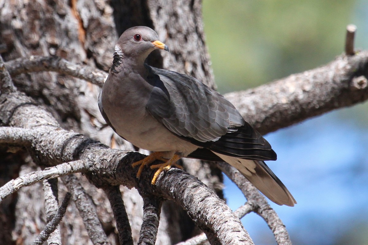 Band-tailed Pigeon - Daniel Tinoco