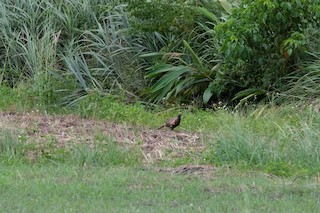 Ring-necked Pheasant, ML202899831
