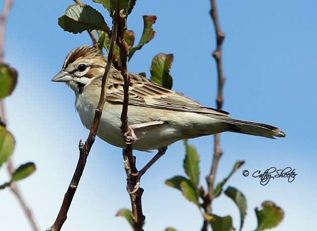 Lark Sparrow - Cathy Sheeter