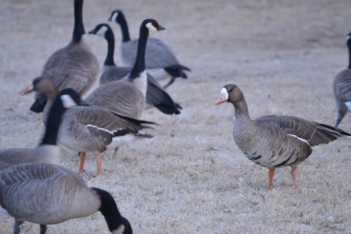 Greater White-fronted Goose - ML202900791