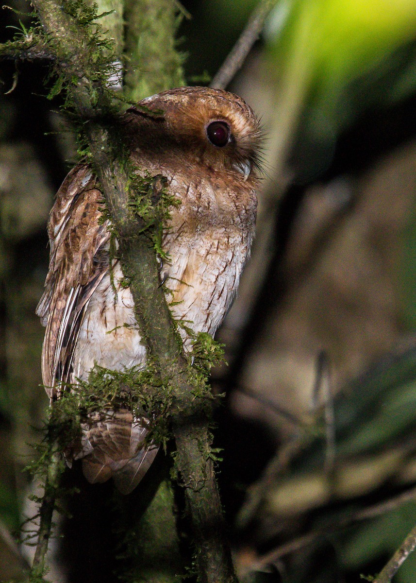 Rufescent Screech-Owl (Colombian) - ML202902361