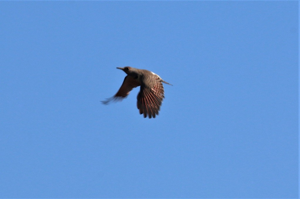 Northern Flicker (Red-shafted) - ML202902401