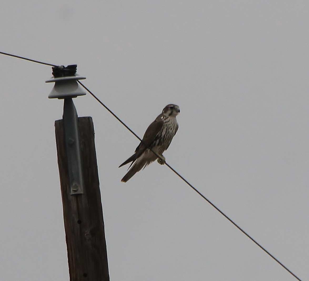 Prairie Falcon - Tripp Davenport