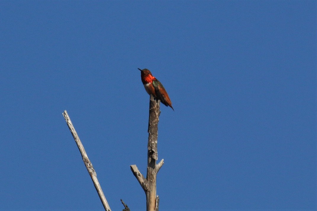 Allen's Hummingbird - Robin L.