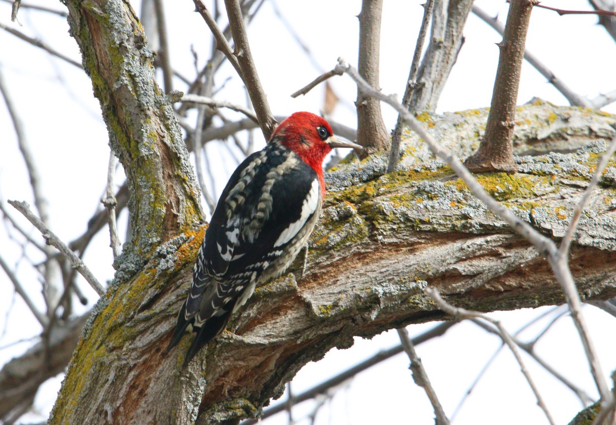 Red-breasted Sapsucker - ML202907541
