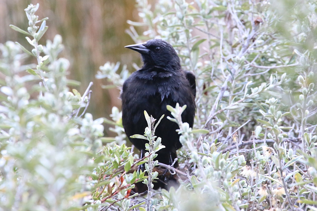 Austral Blackbird - ML202915311